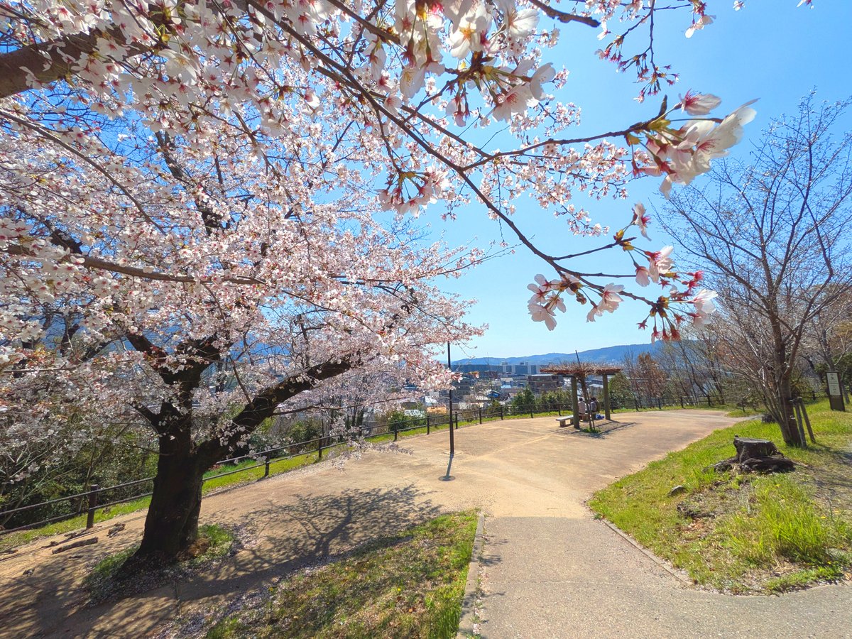 fffumihiro's tweet photo. あれから半月、まさに桃源郷ランニング状態に

数kmずーっと桜のトンネル！ 一年の中でこの光景の中を走れるのは今だけですね。最高すぎます

写真はそのうちまとめてブログにアップします（多分
#ランニング #桜 #山科疎水 https://t.co/YIFIPeh9ol