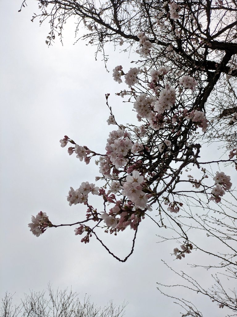 .｡oO(🪨) tweet media