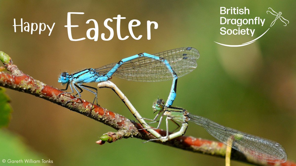 British Dragonfly Society tweet media