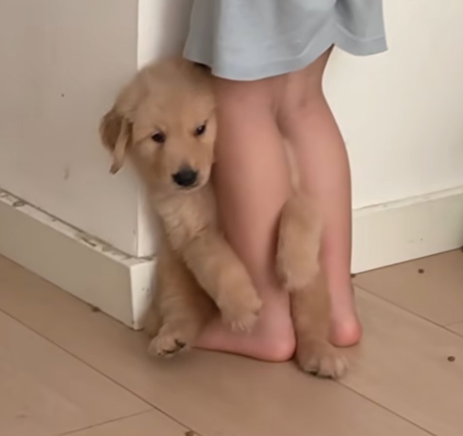 theDogLovers tweet media