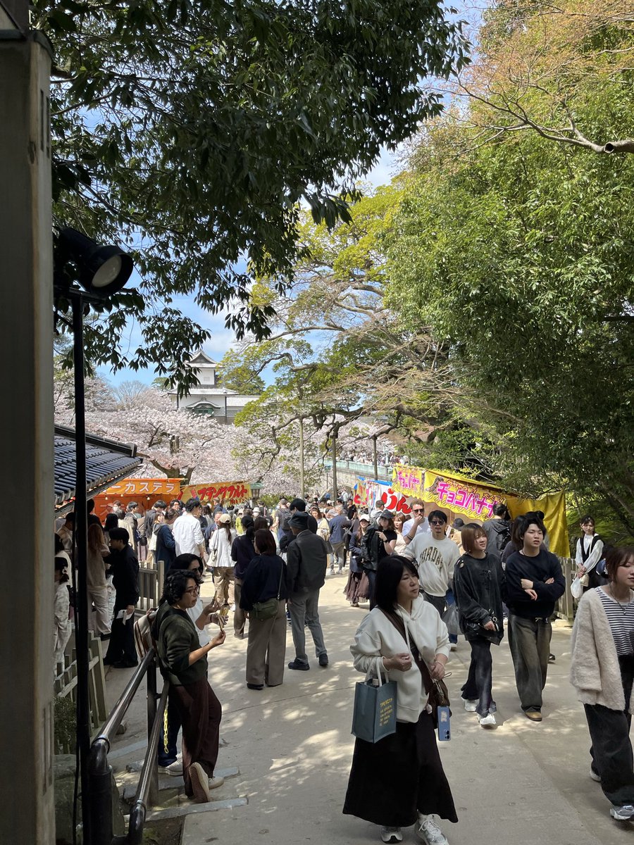 pikkoro0's tweet photo. ムッスコと花見に行った兼六園、桜よりも人を見る会の巻

無料開放だそうなので、
金沢市の兼六園行きました🌸
桜綺麗だし、風情良し、気温良しと
完璧な日でした！

だがしかし、人の量がすんごい🫣
こんな中でもワイムスコ、動じず
極度の人口密度の中でも💩はバッチリ👌
ワイは焦る🙄

3時間外で散策し、出店でからあげ、芋スティック、ベビーカステラ、団子🍡、餅とよく食べますわ🐒

良き日ごっつあんです🙈

※よくリプ返していただけてるフォロワーのみなさん、なかなかリプお返しにいけてませぬが、行きますからな、どうぞよろしく致しまする🙇