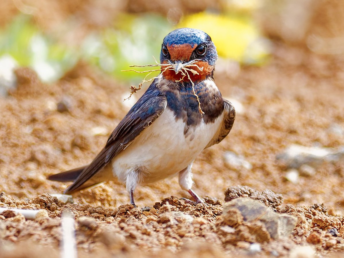 ポークジンジャー tweet media