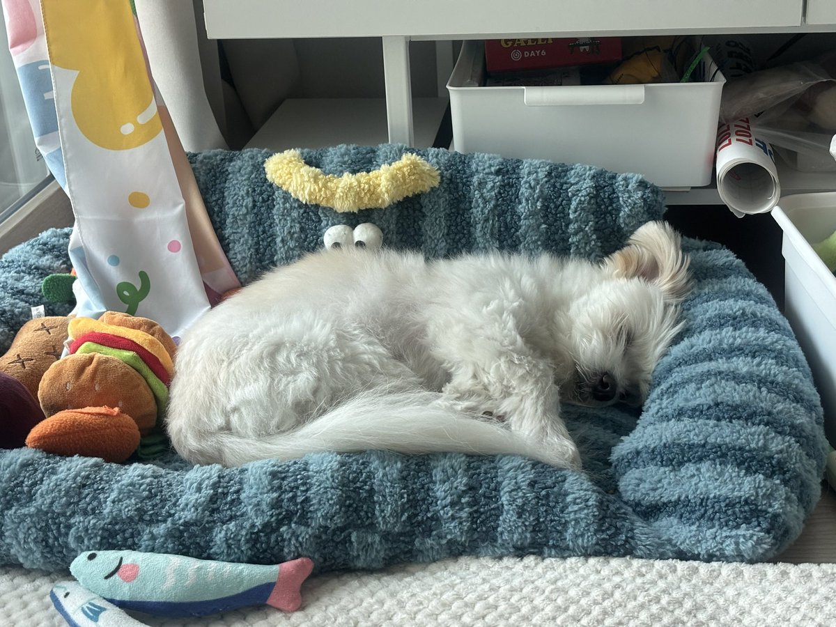 강아지 tweet media