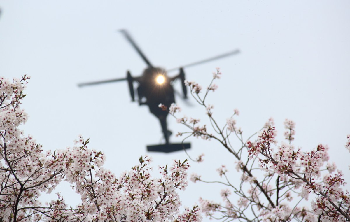 しらかげ tweet media