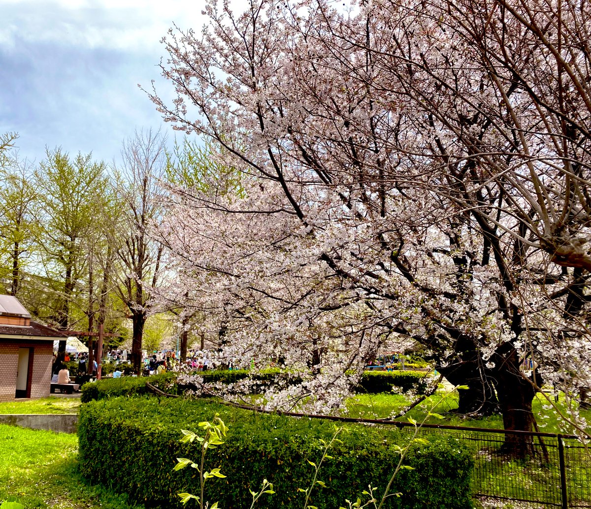 野楽Gotta tweet media