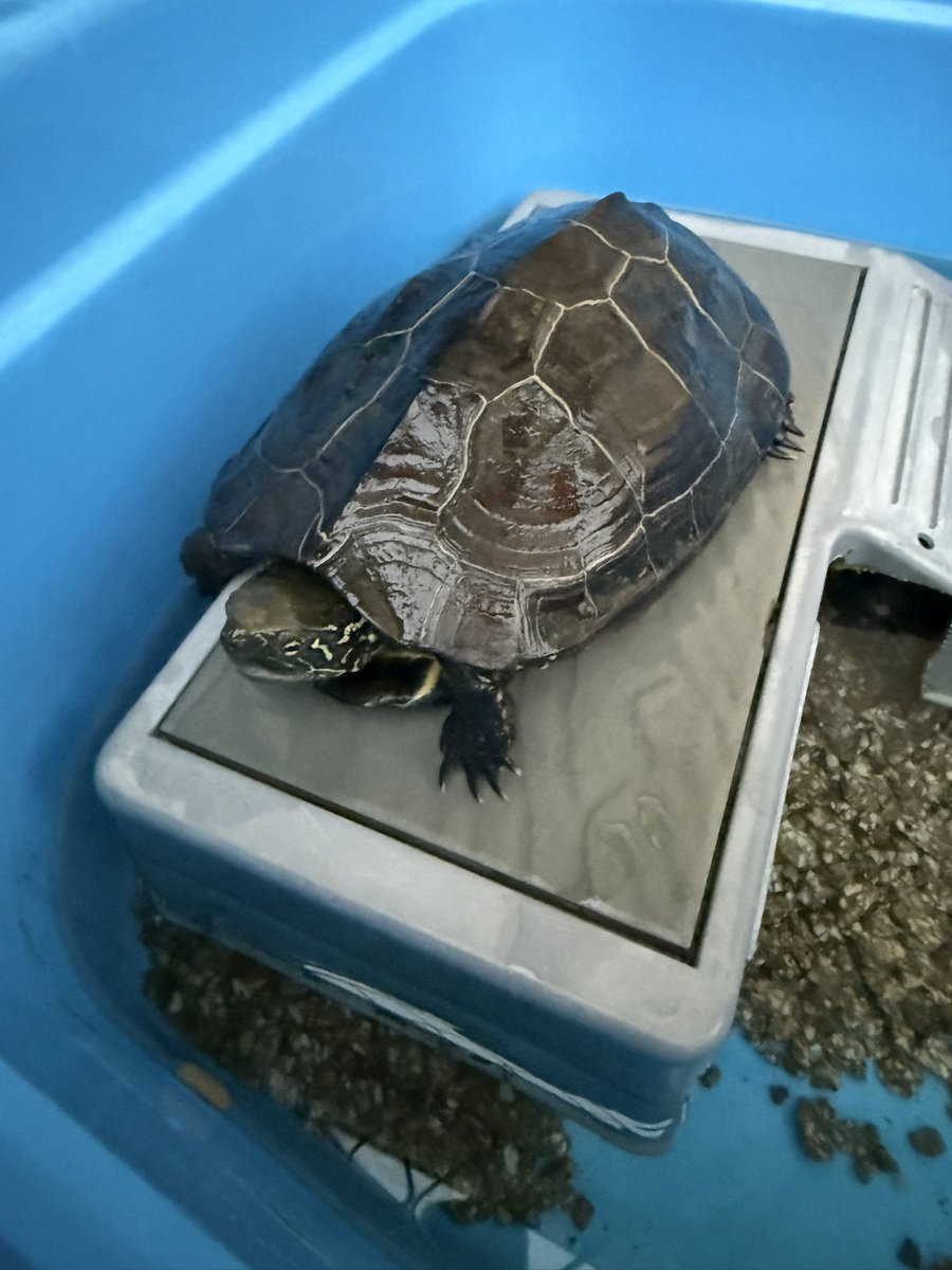 MACO🌱 tweet media