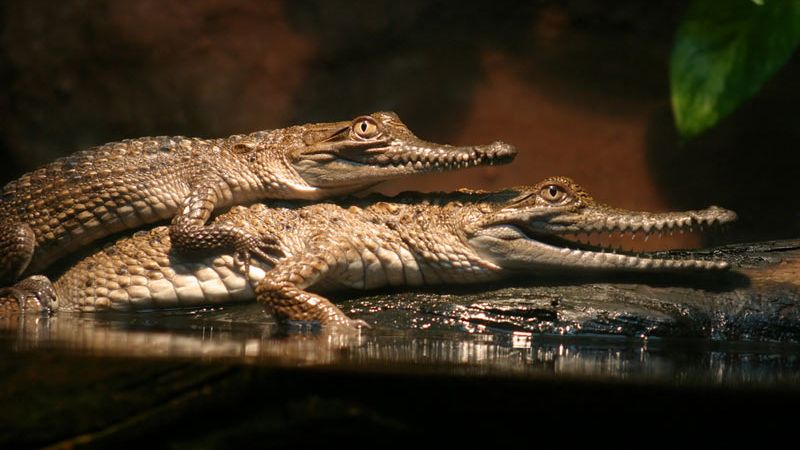 Doting Thomas tweet media