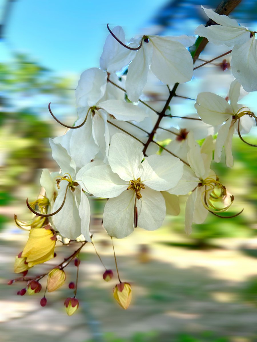 𝘗𝘶𝘳𝘦 ♡ tweet media