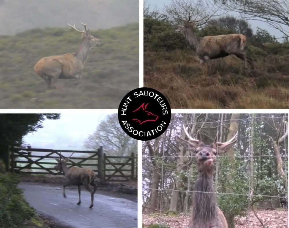 Hunt Saboteurs Association tweet media