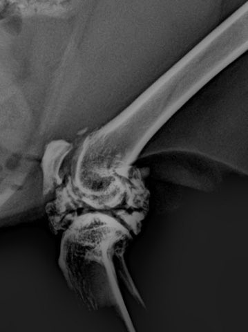 (nyunyu) رفقا tweet media