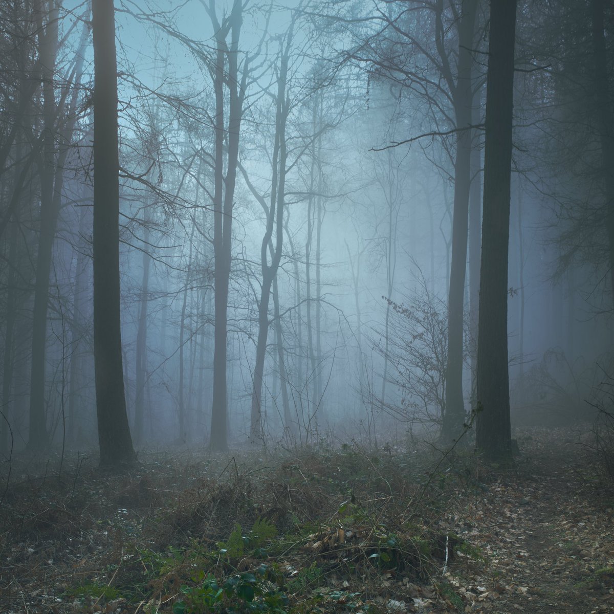 Mark_Pimlott's tweet photo. From a revisit to Danefield on the OtleyChevin #otley #yorkshire #hasselblad #phaseone #P45plus #photography #moodscape #woodland https://t.co/spS1xLQ97y