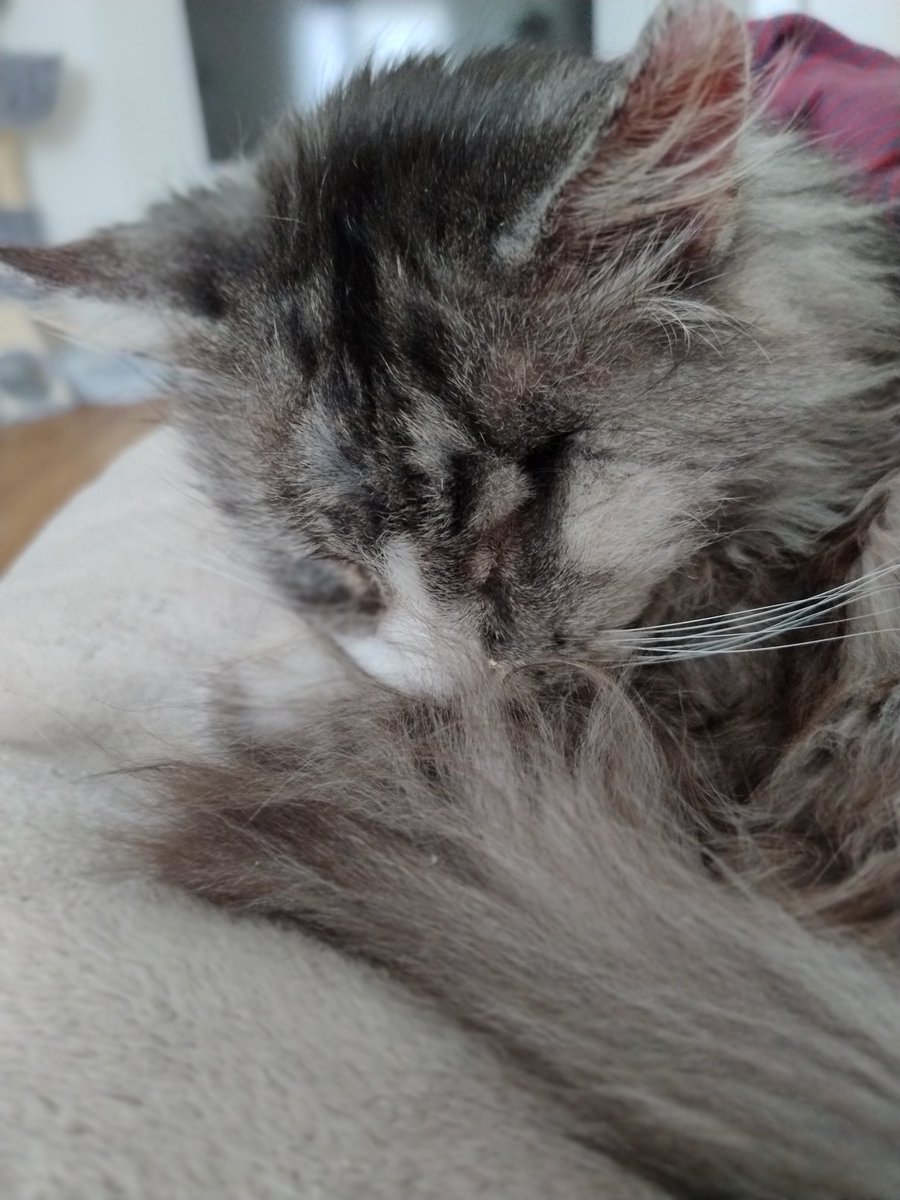 Mumu56810's tweet image. Słodziak zaspany jeszcze. 3 tydzień zmagania z masywnym stanem zapalnym jedynego oczka. Pierwszy dzień prawie bez ropnej wydzieliny. Chyba niebezpieczeństwo perforacji oczka oddaliło się dzięki Waszej pomocy, ale o tym dowiemy się za kilka dni po kolejnej wizycie u weta.
#kot