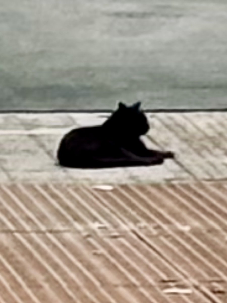 yokozawa tweet media