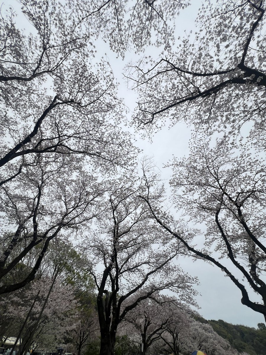 SHOHEI SAGANO tweet media