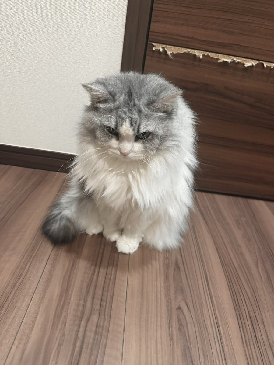 まふまふ tweet media