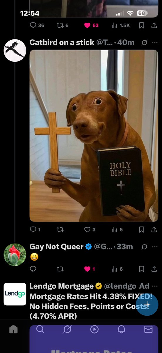 Catbird on a stick tweet media