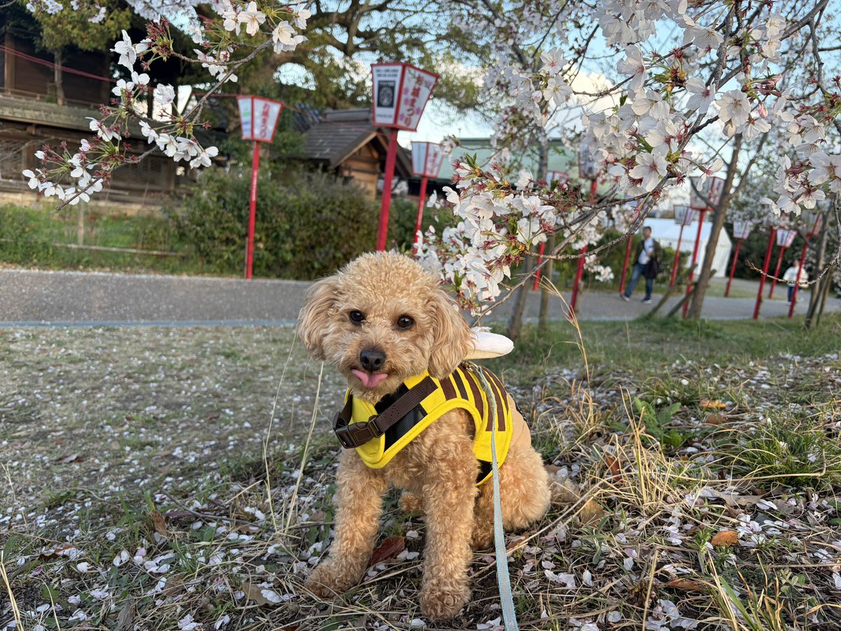 つよし tweet media