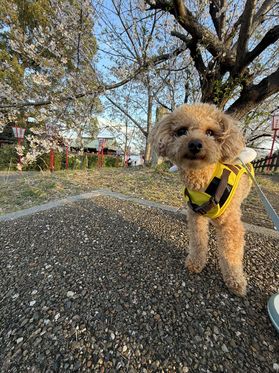 つよし tweet media