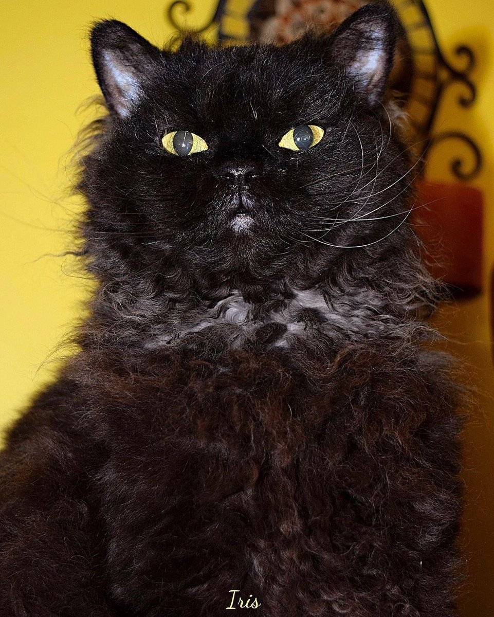 professional cat-ifyer of the HR cast tweet media