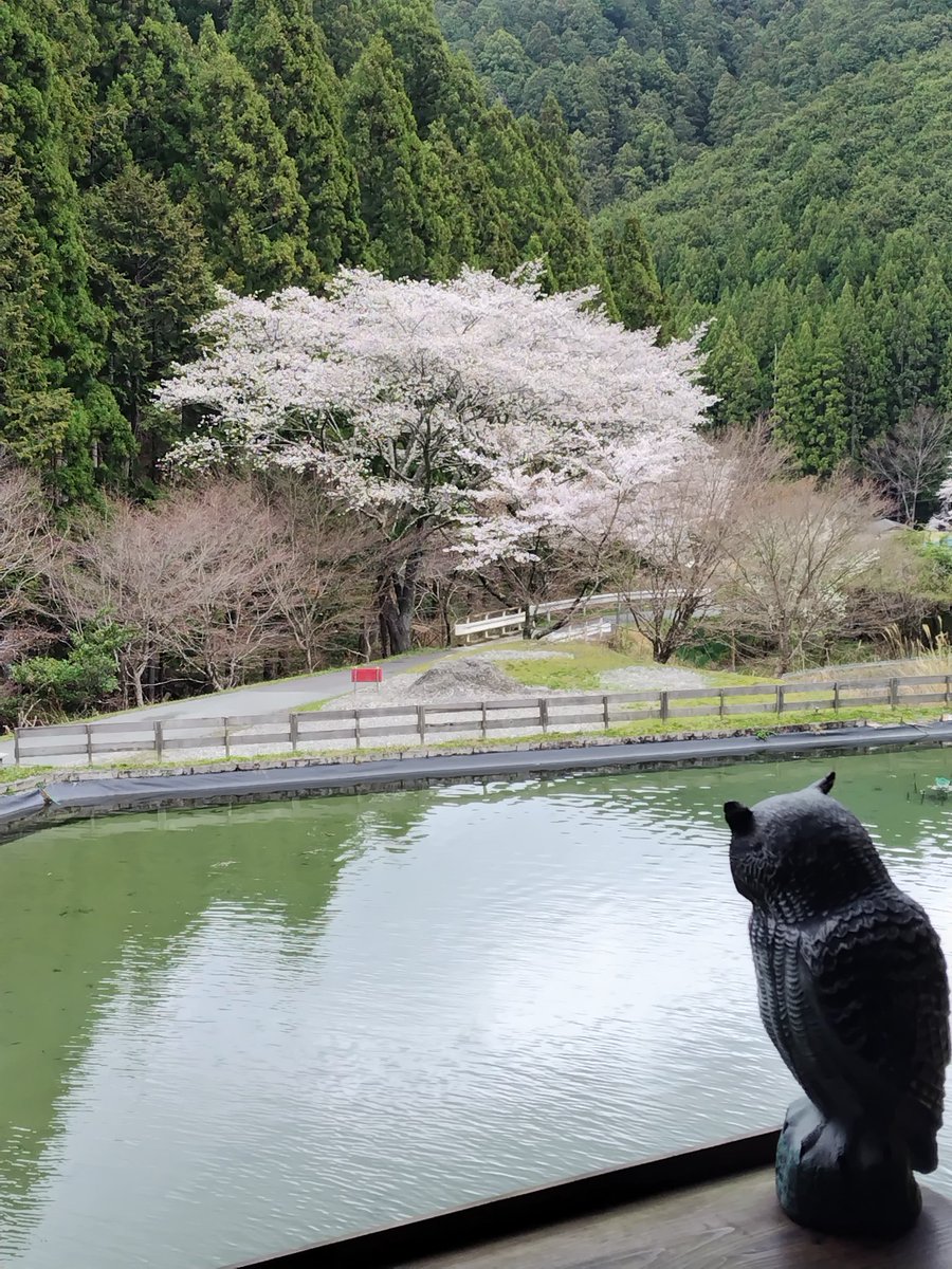 トモッチ tweet media