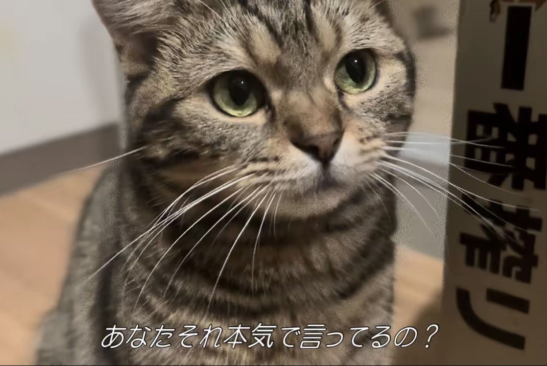 長毛アメショと短毛アメショ tweet media