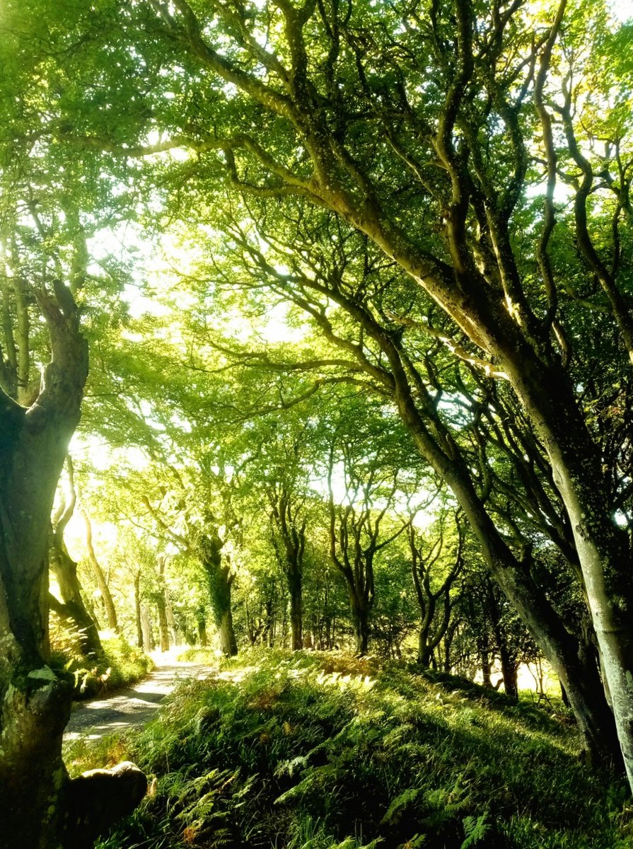 paul_bindweed's tweet photo. You need to be thinking sub-national.
You need to be recreating Friths. 
You need peace, protection, safety, security, freedom. You need a refuge. A Frith should give you this. 
Create for yourself &amp; others a Friþgeard, a place of sanctuary. https://t.co/mo4xvnCrgY