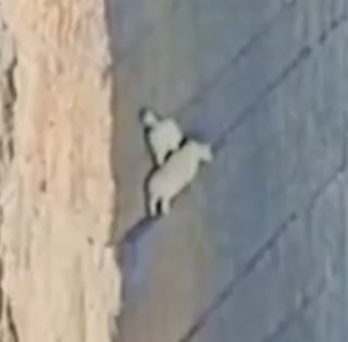 ほしいも＠駆け出しITエンジニア tweet media