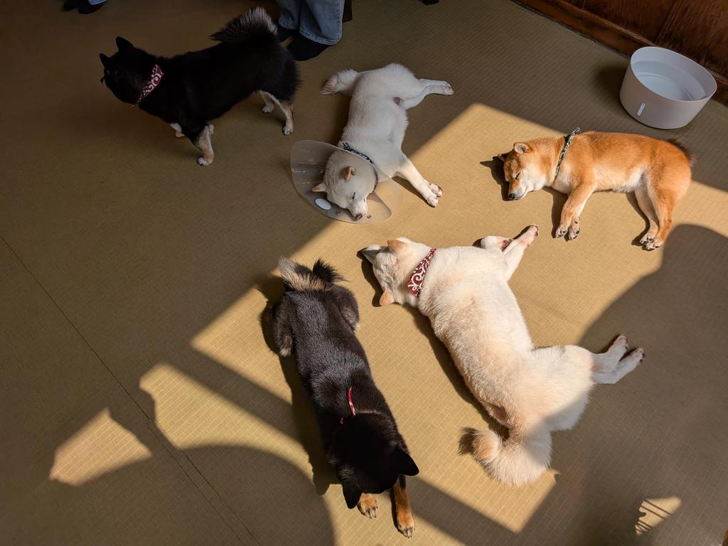 Brb cat on fire tweet media