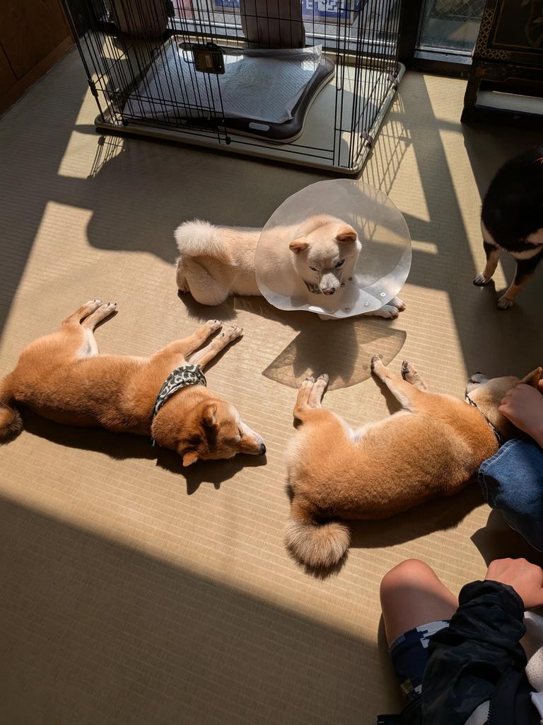 Brb cat on fire tweet media