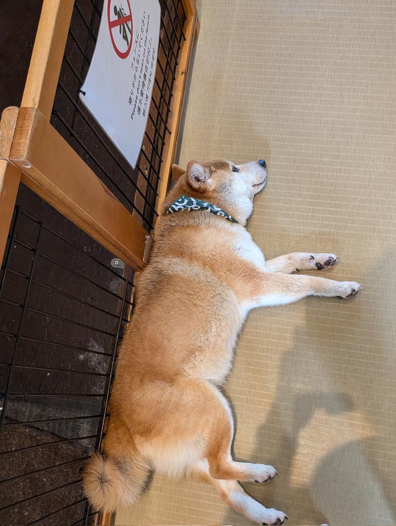 Brb cat on fire tweet media