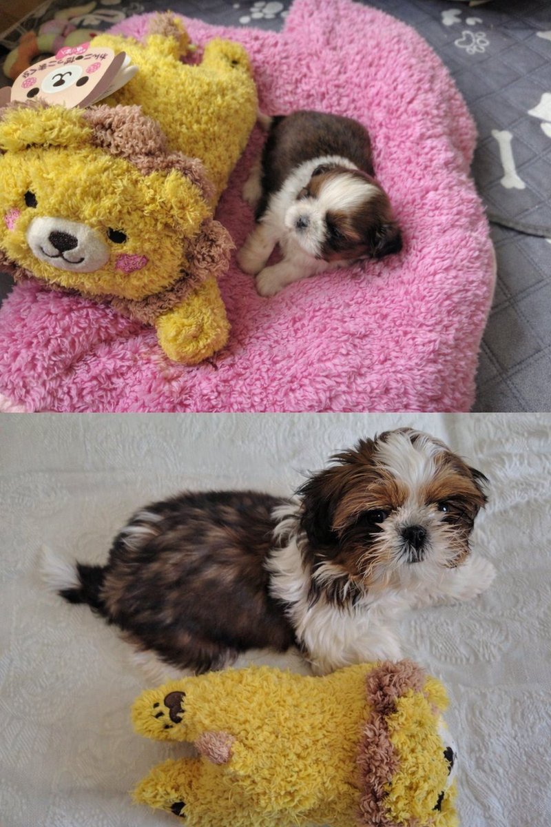 sr400_hannah's tweet photo. 新しい子スカーレットです。
#シーズー #子犬 #フェアリーベル出身 https://t.co/zFX1GlwDrc