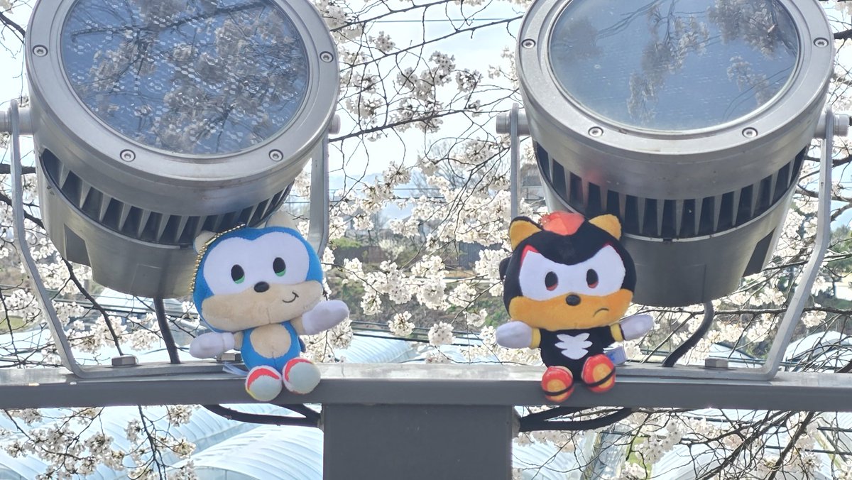 P.O.C (Piece of cake) tweet media