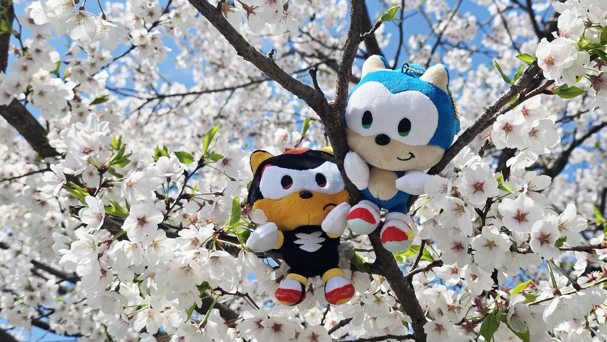 P.O.C (Piece of cake) tweet media