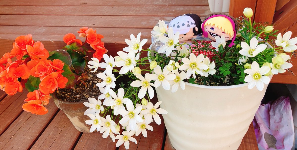 ノリコ tweet media