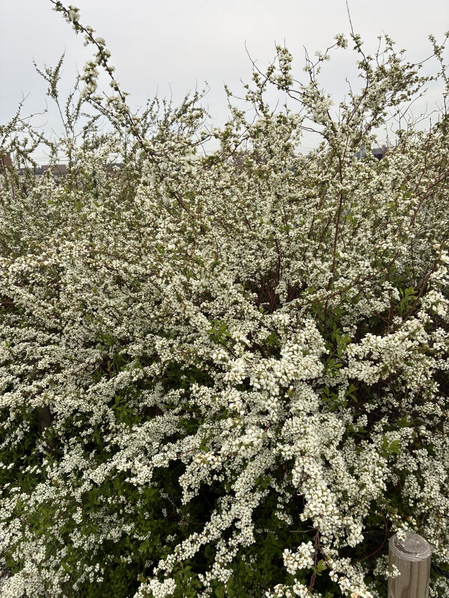 mie🌈💛🦫 tweet media