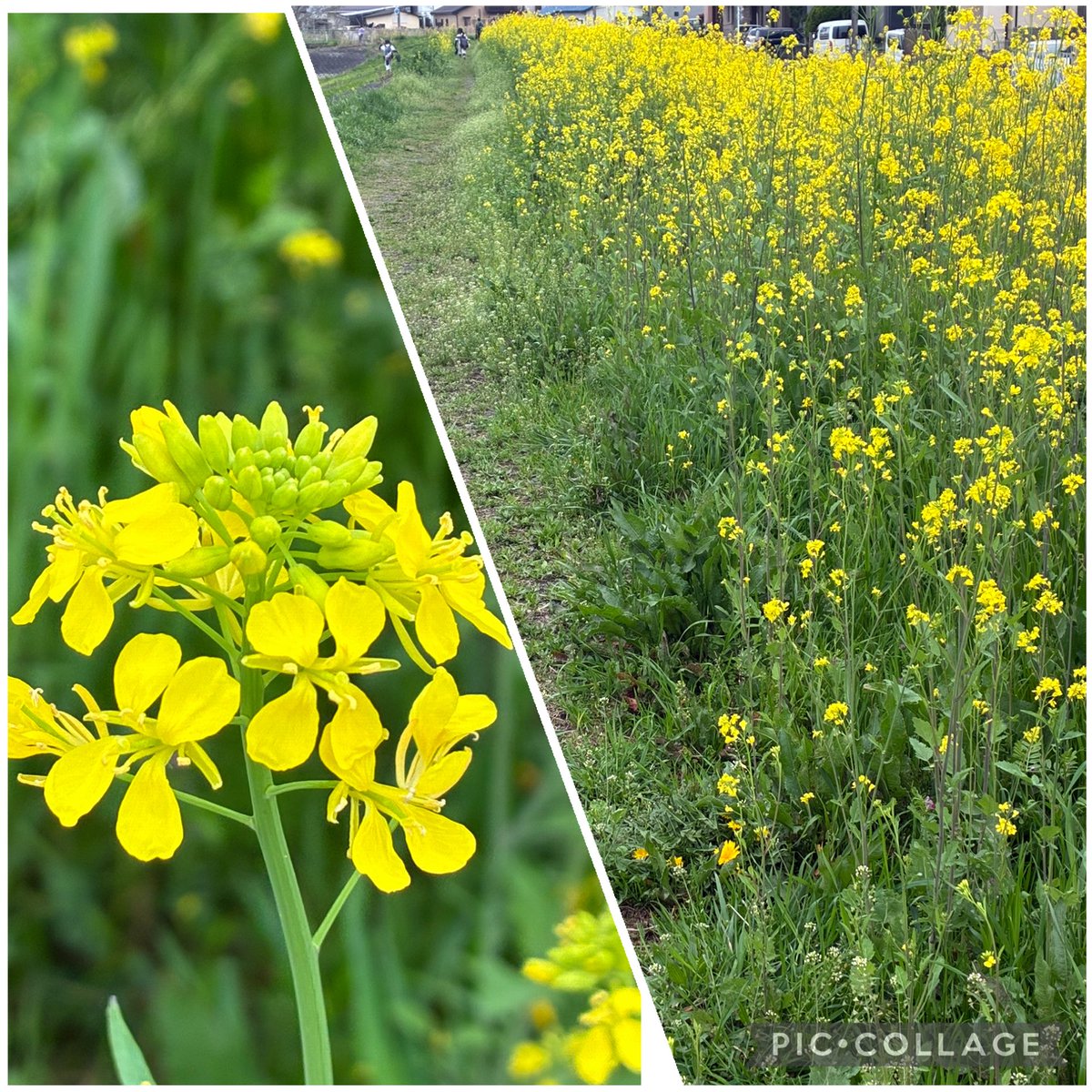 mie🌈💛🦫 tweet media