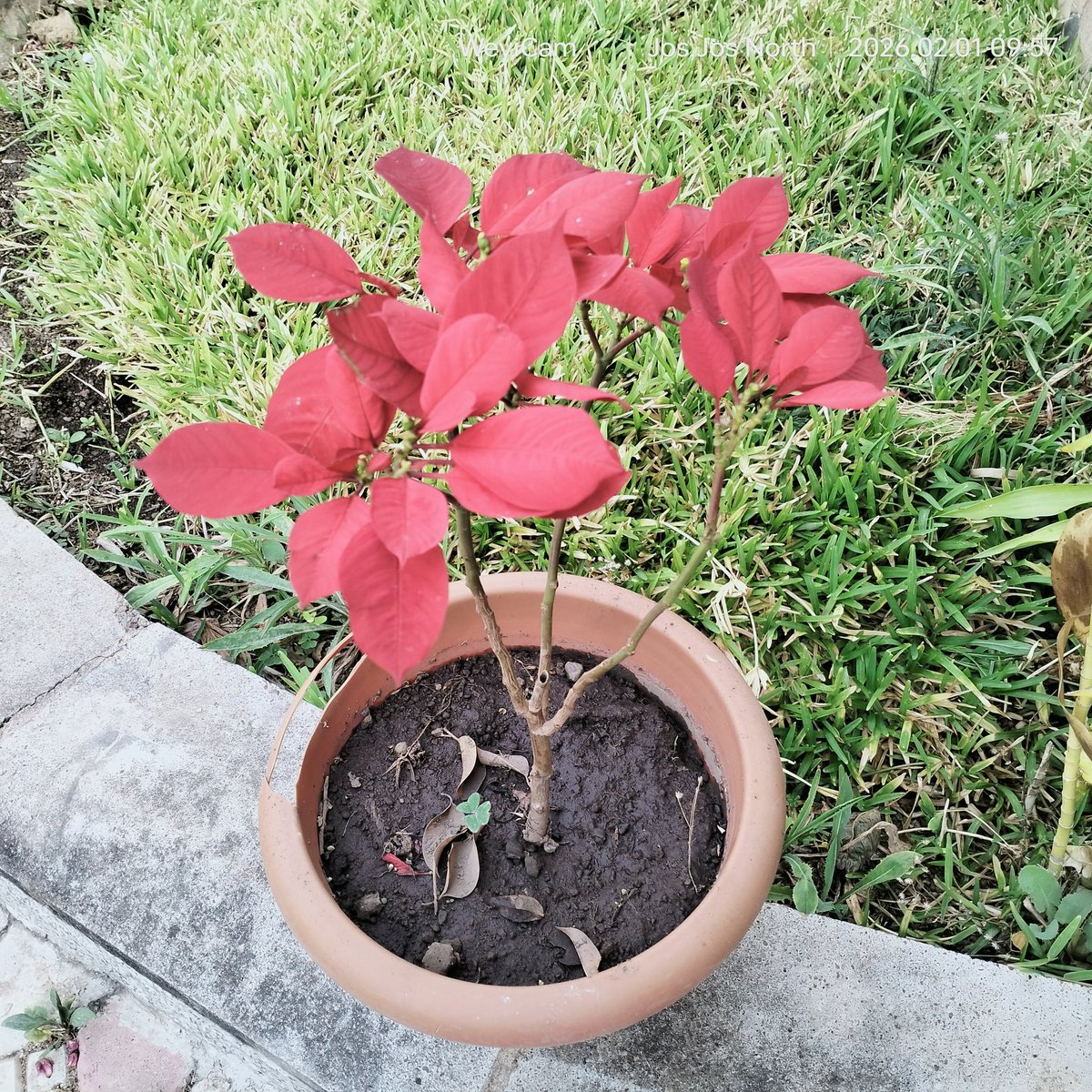 Janzen Weyi tweet media