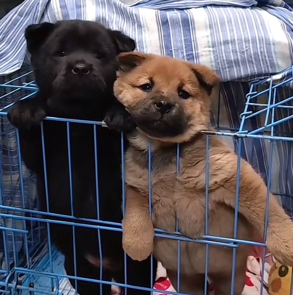 takemybear 🐶 tweet media