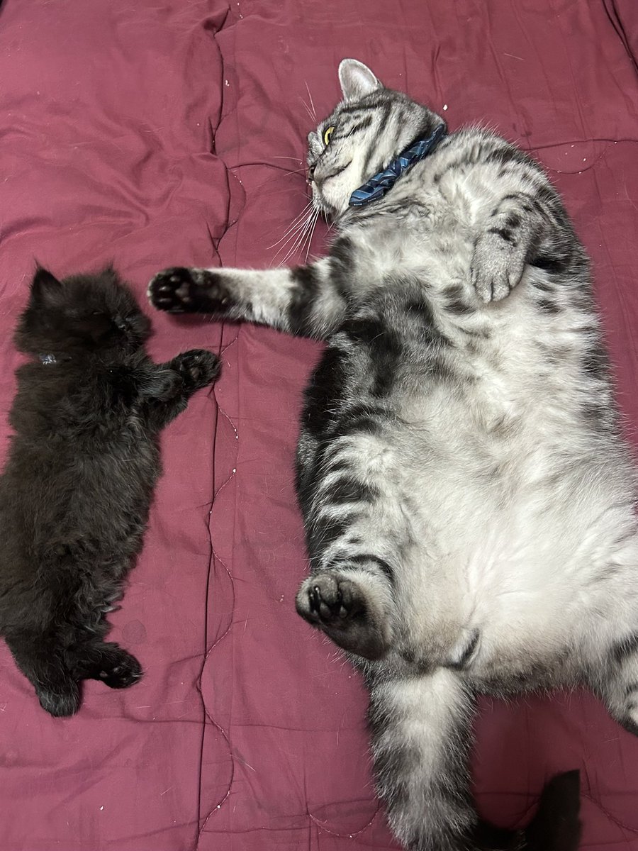 まそっぷ tweet media