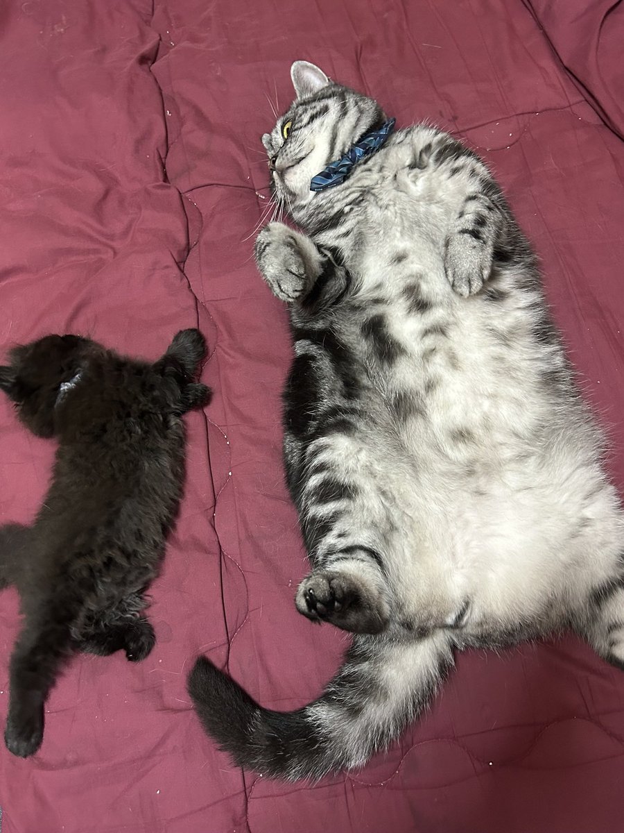 まそっぷ tweet media