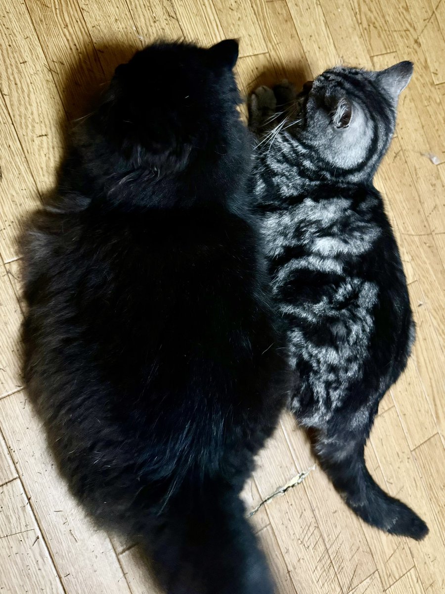 まそっぷ tweet media