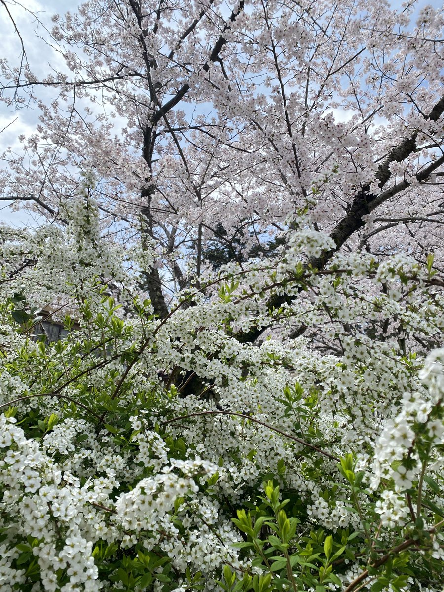 有吉かいゆ tweet media