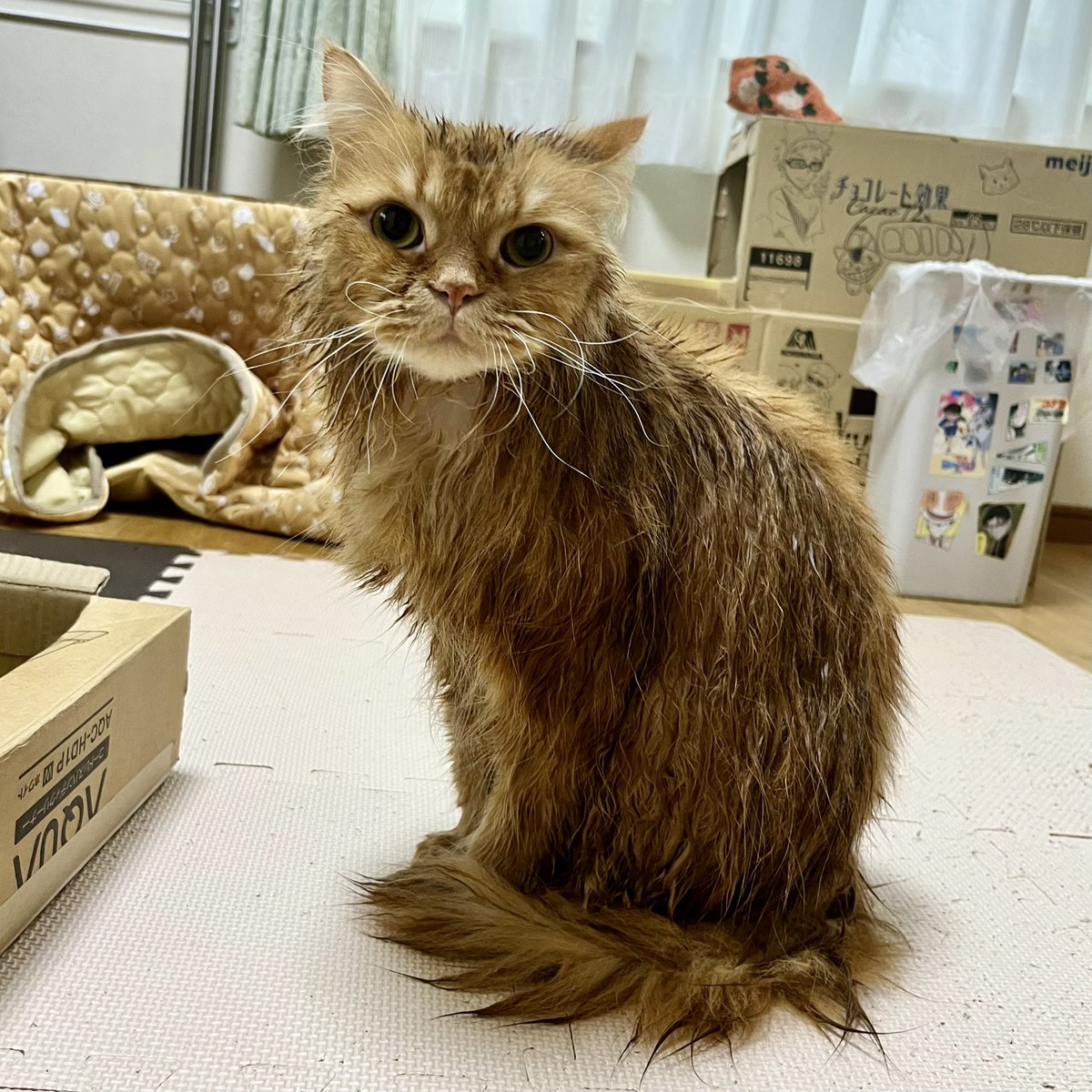 猫がいる暮らし