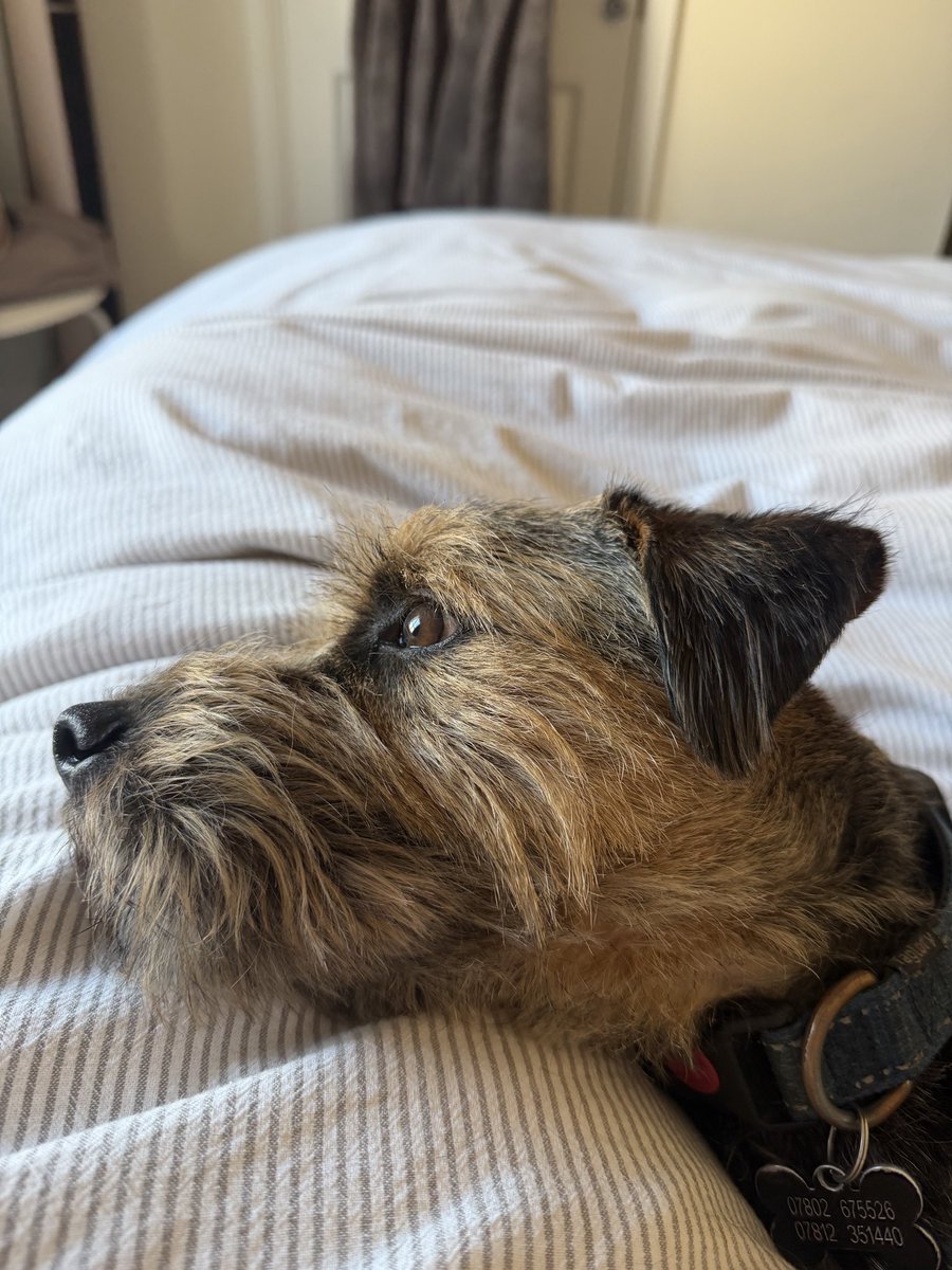 William and Bella (Border Terriers) tweet media