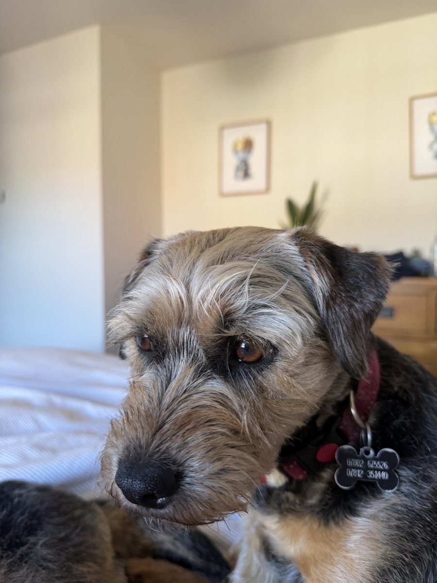 William and Bella (Border Terriers) tweet media