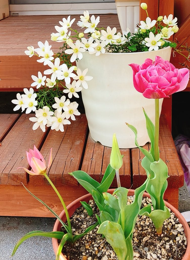 ノリコ tweet media