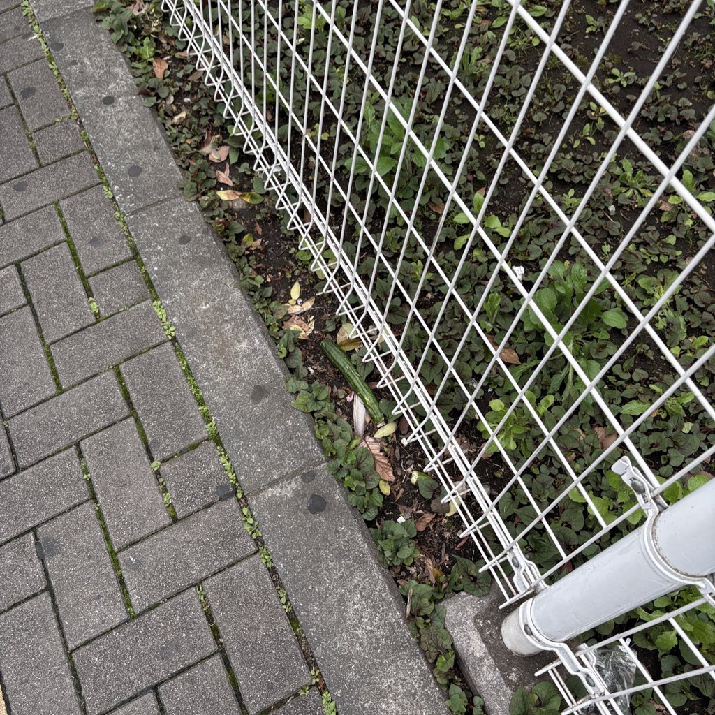yucca_0305's tweet photo. 道端にきゅうりが落ちる季節になりました https://t.co/s14c5J8MBf