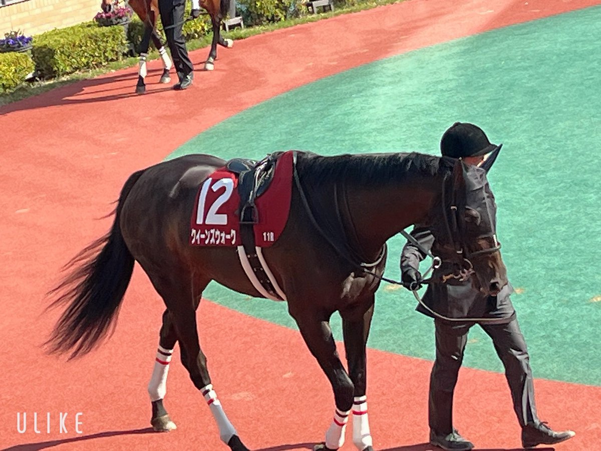 玲音覇愛兎 tweet media