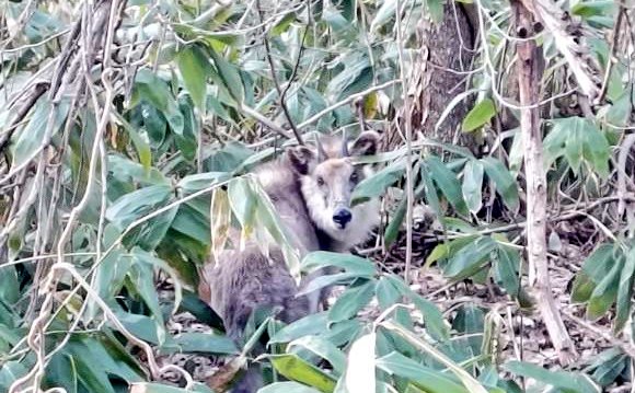 温泉民宿 南部屋（なんぶや） tweet media