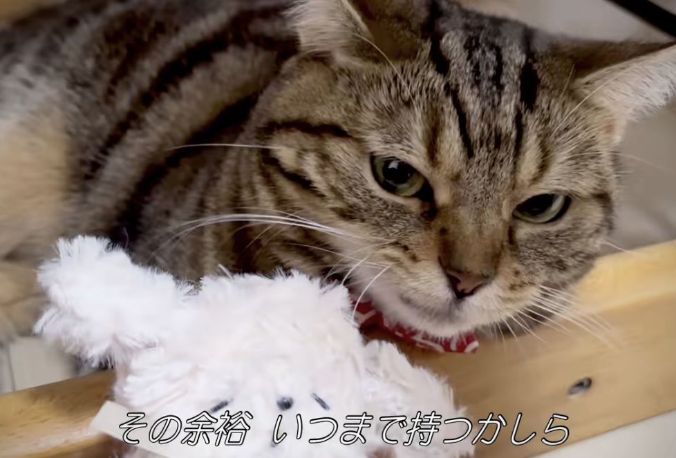 長毛アメショと短毛アメショ tweet media